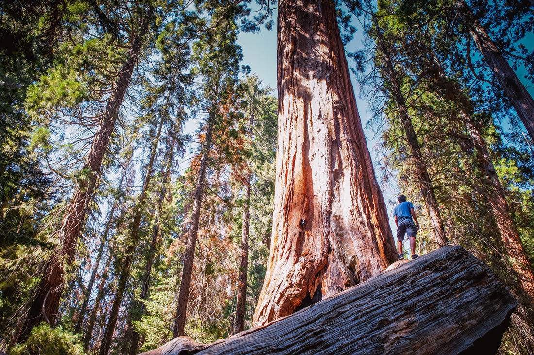 High doses of Vitamins represented by a large tree