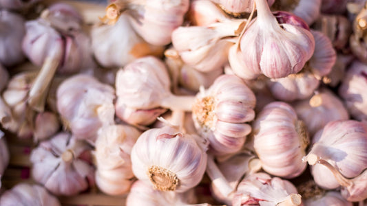 aged garlic benefits